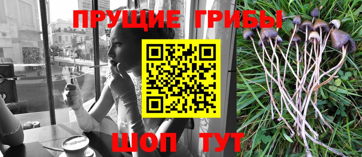 Псилоцибиновые грибы Psilocybine cubensis  Вход с VPN  Тюмень 
